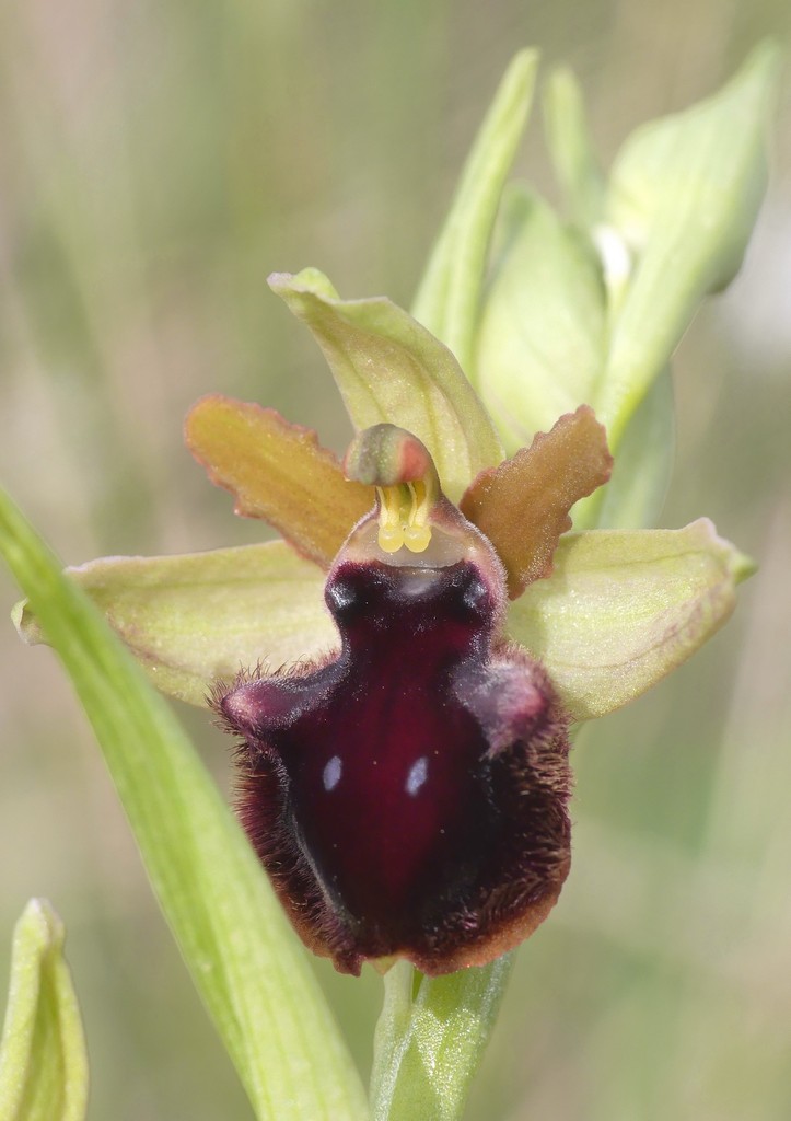 Ophrys promontorii e forme variabili  Lazio e Abruzzo aprile e maggio 2018